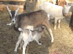 LaMancha Goat - Goats Breeds | txis jishebi | თხის ჯიშები
